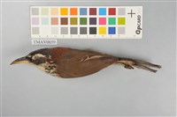 藏品(小彎嘴)的圖片